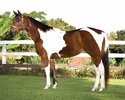 Scout Tonto’s Horse of The Lone Ranger Television Series